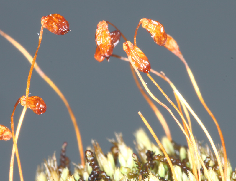 Conostomum tetragonum